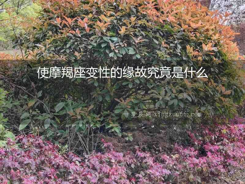 使摩羯座變性的緣故究竟是什么