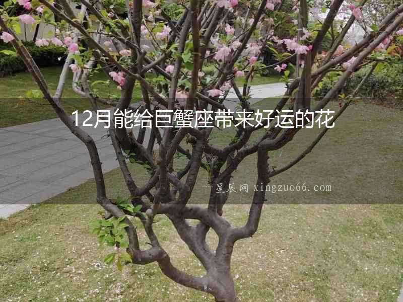 12月能給巨蟹座帶來好運的花