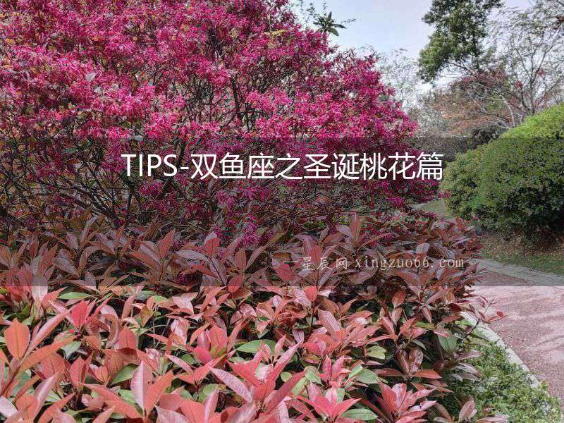 TIPS-雙魚座之圣誕桃花篇