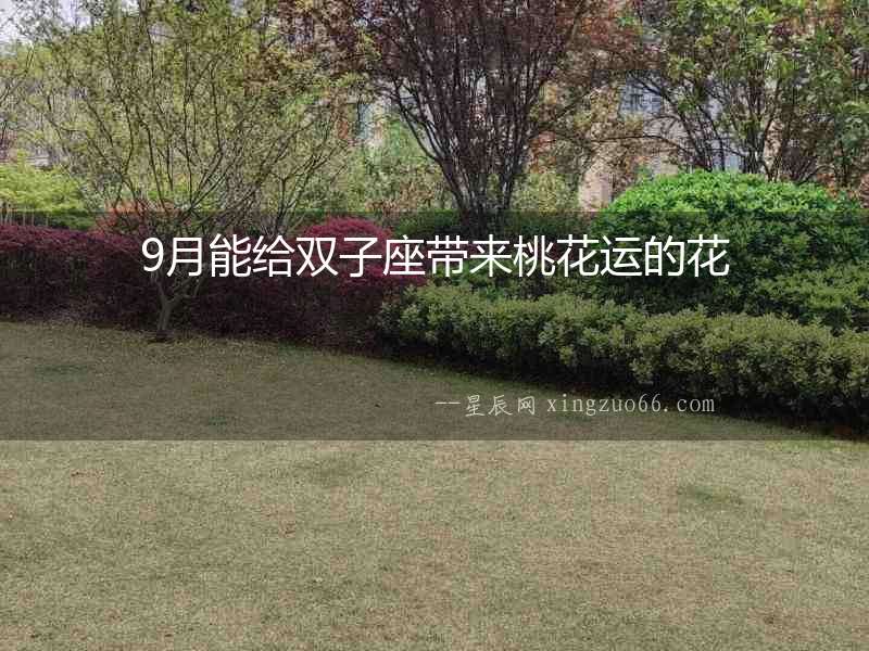 9月能給雙子座帶來桃花運(yùn)的花