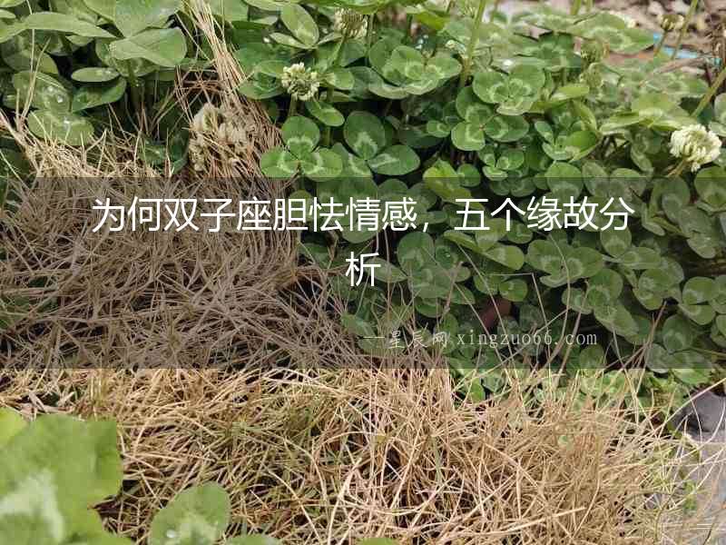 為何雙子座膽怯情感，五個(gè)緣故分析