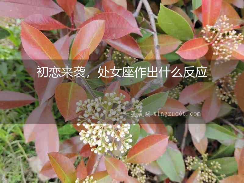 初戀來襲，處女座作出什么反應
