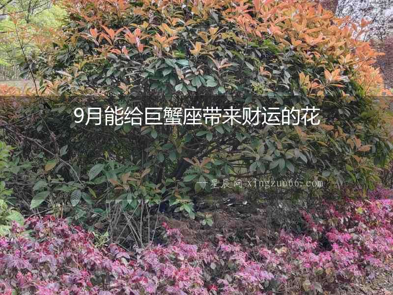 9月能給巨蟹座帶來財運的花