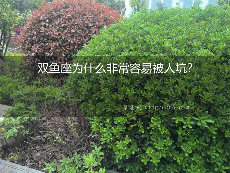 雙魚座為什么非常容易被人坑？