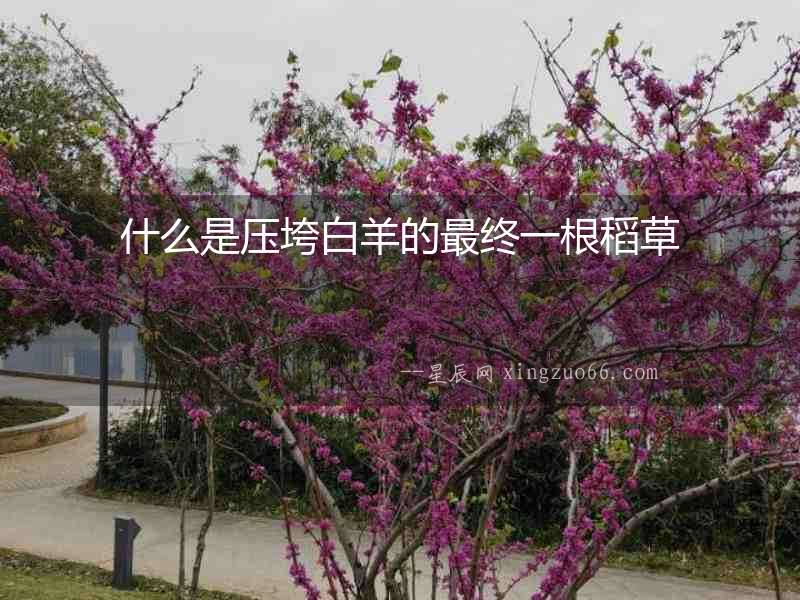 什么是壓垮白羊的最終一根稻草