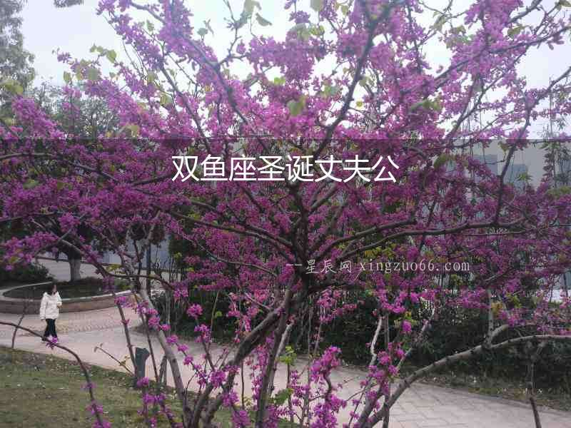 雙魚座圣誕丈夫公