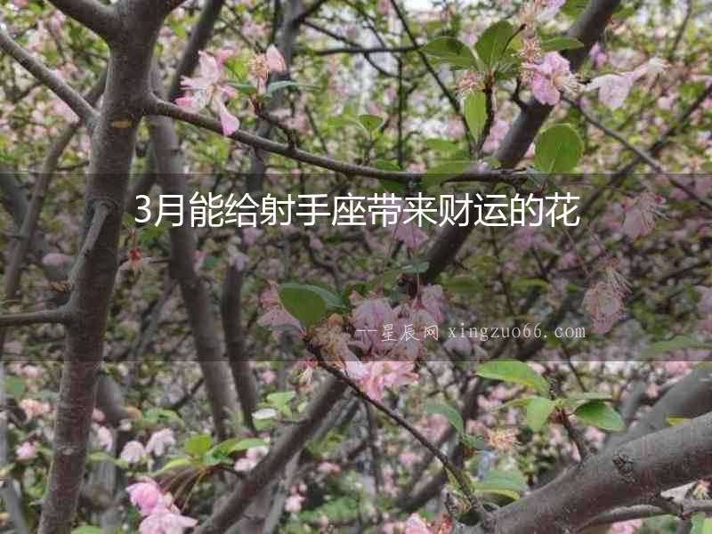 3月能給射手座帶來(lái)財(cái)運(yùn)的花