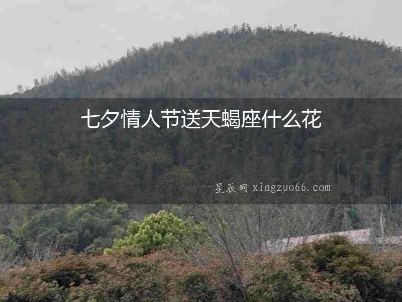 七夕情人節(jié)送天蝎座什么花