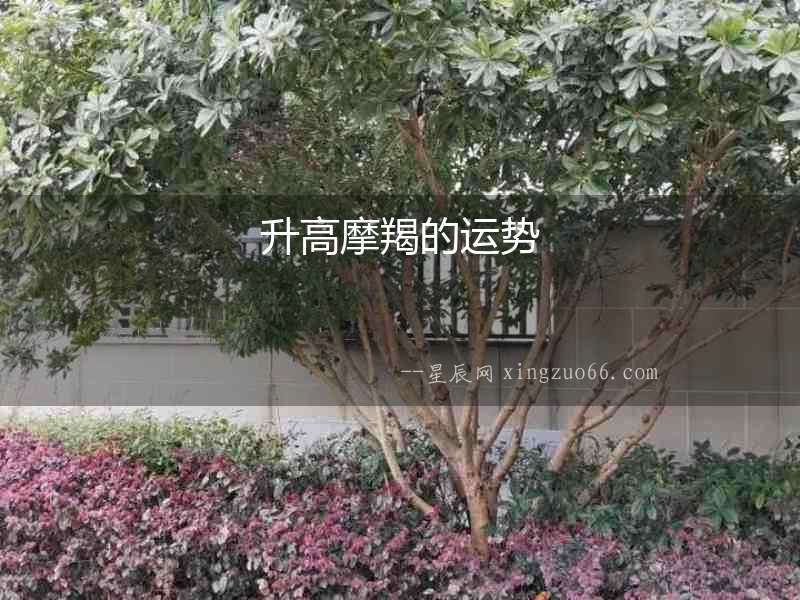 升高摩羯的運勢
