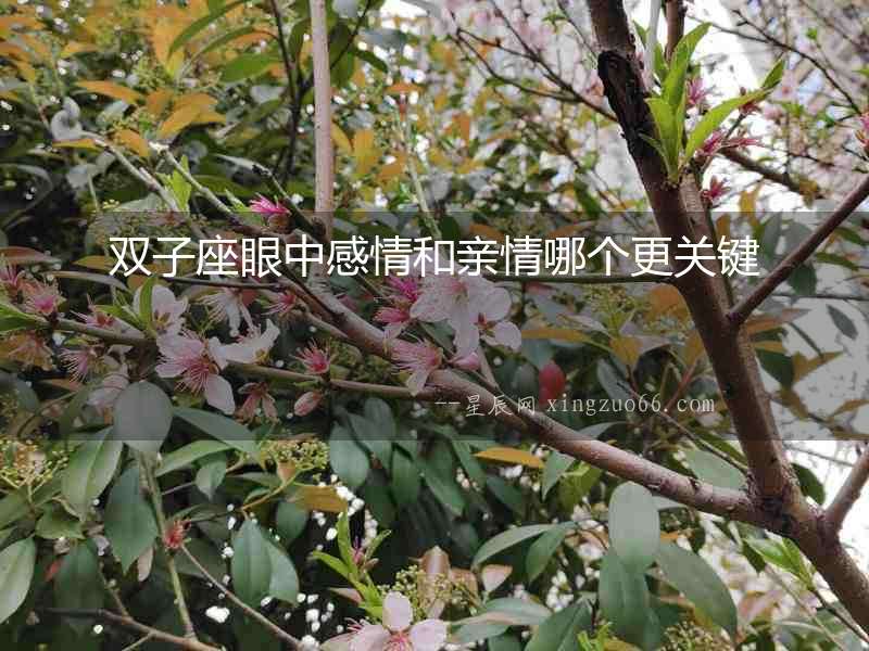 雙子座眼中感情和親情哪個更關鍵
