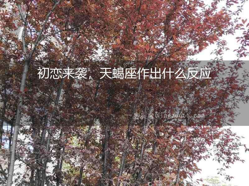 初戀來襲，天蝎座作出什么反應(yīng)