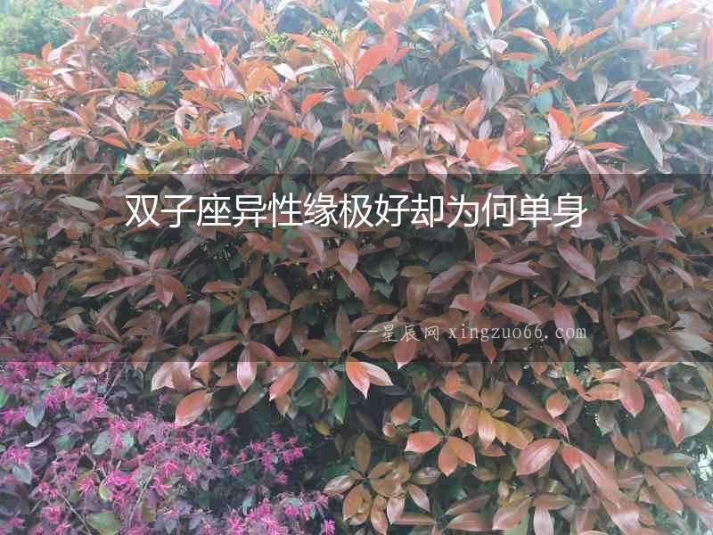 雙子座異性緣極好卻為何單身