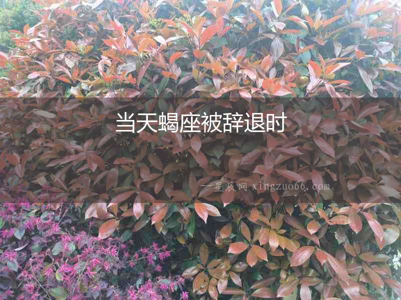 當(dāng)天蝎座被辭退時(shí)