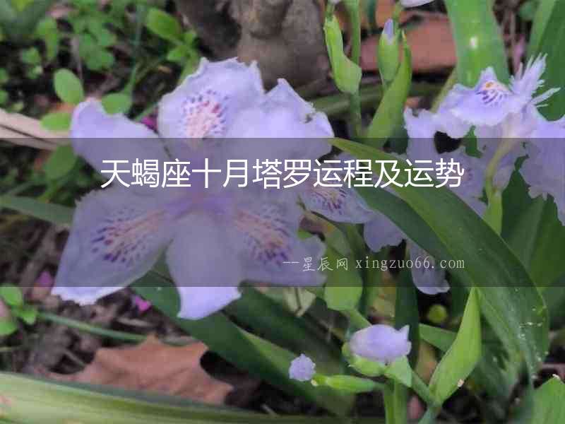 天蝎座十月塔羅運程及運勢