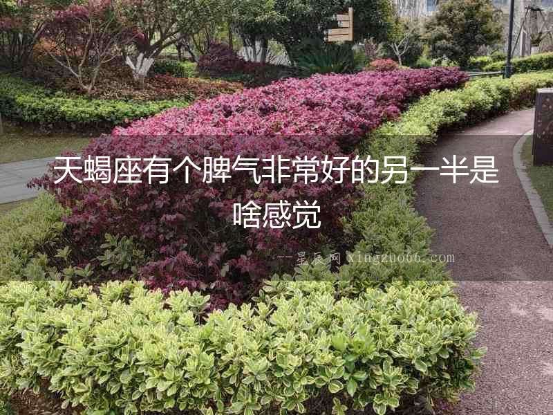 天蝎座有個脾氣非常好的另一半是啥感覺