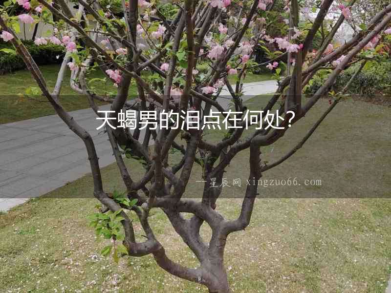 天蝎男的淚點在何處？