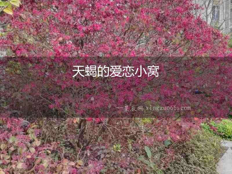 天蝎的愛戀小窩