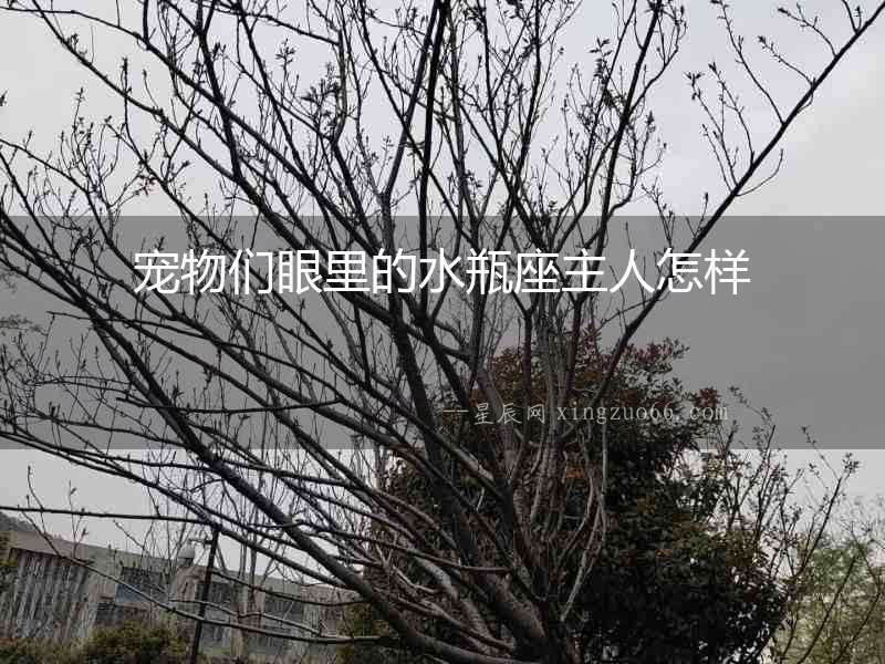 寵物們眼里的水瓶座主人怎樣