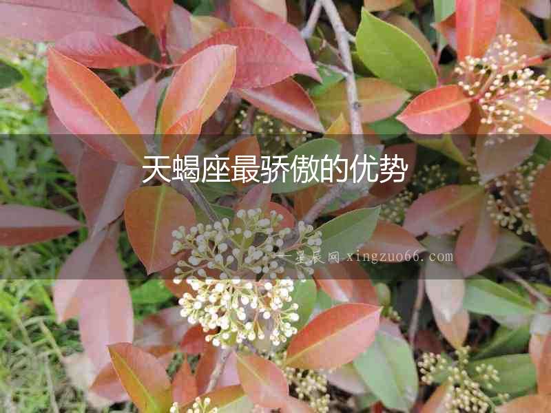 天蝎座最驕傲的優勢