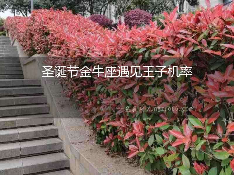 圣誕節金牛座遇見王子機率