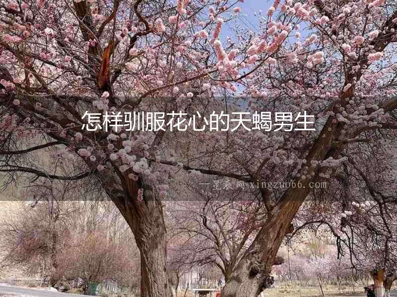 怎樣馴服花心的天蝎男生
