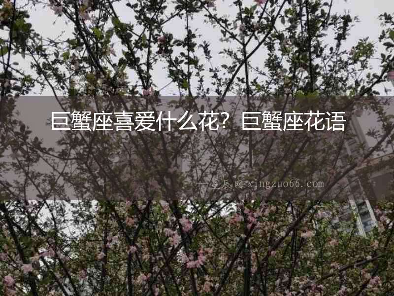 巨蟹座喜愛什么花？巨蟹座花語