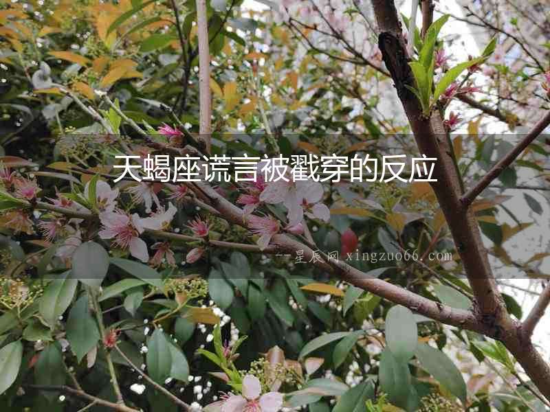 天蝎座謊言被戳穿的反應(yīng)
