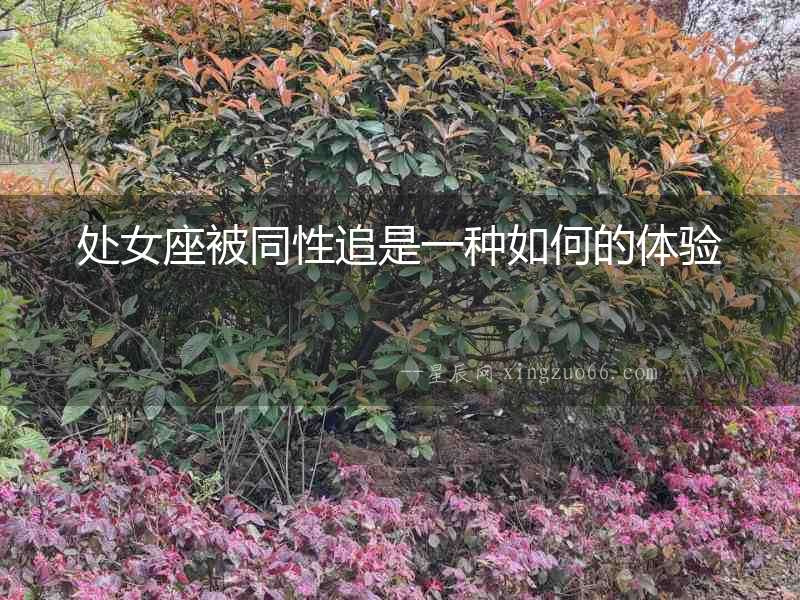 處女座被同性追是一種如何的體驗