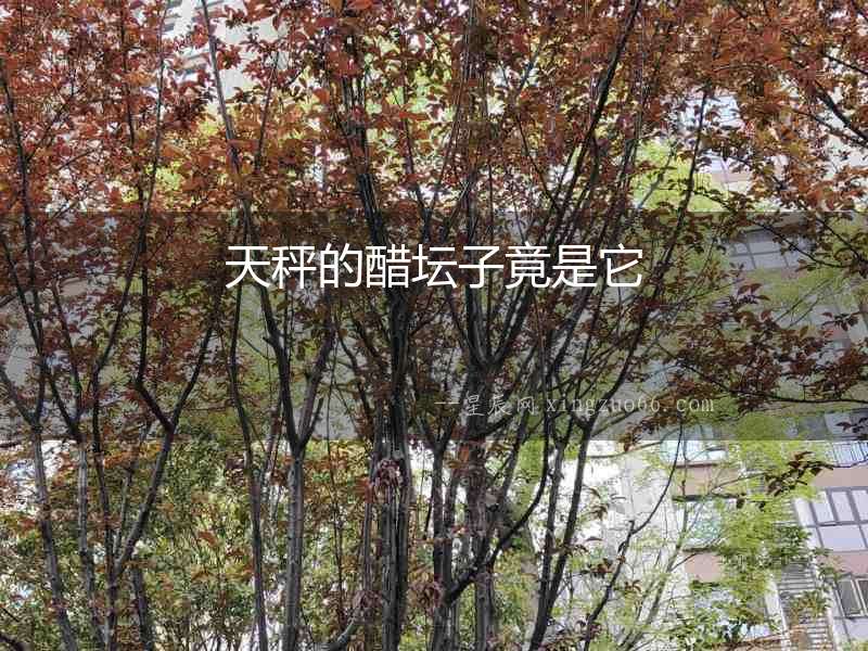 天秤的醋壇子竟是它
