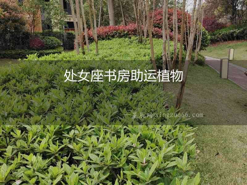 處女座書房助運(yùn)植物