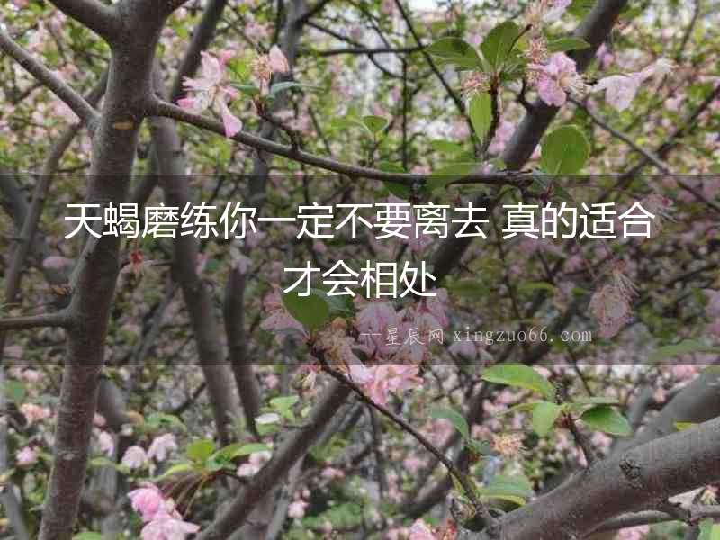 天蝎磨練你一定不要離去 真的適合才會(huì)相處