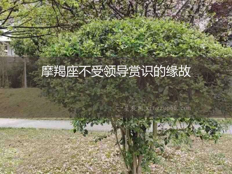 摩羯座不受領導賞識的緣故