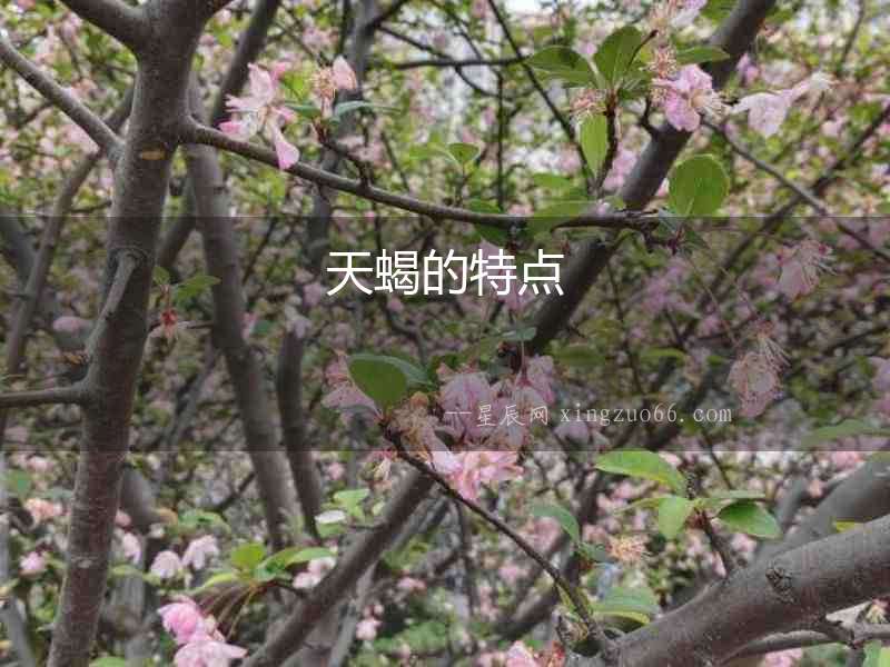 天蝎的特點