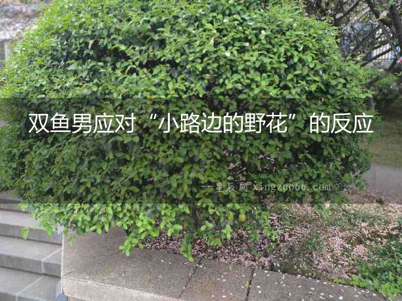 雙魚男應對“小路邊的野花”的反應