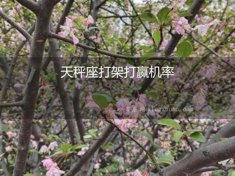 天秤座打架打嬴機率