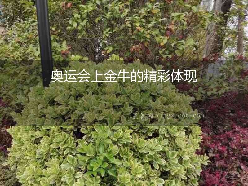 奧運會上金牛的精彩體現(xiàn)