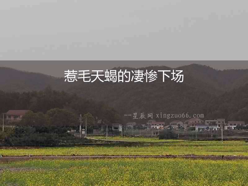 惹毛天蝎的凄慘下場