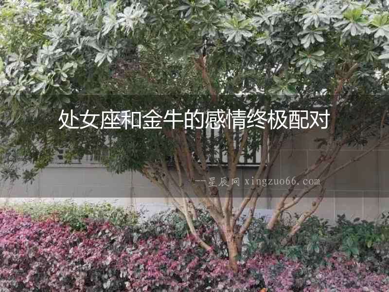 處女座和金牛的感情終極配對