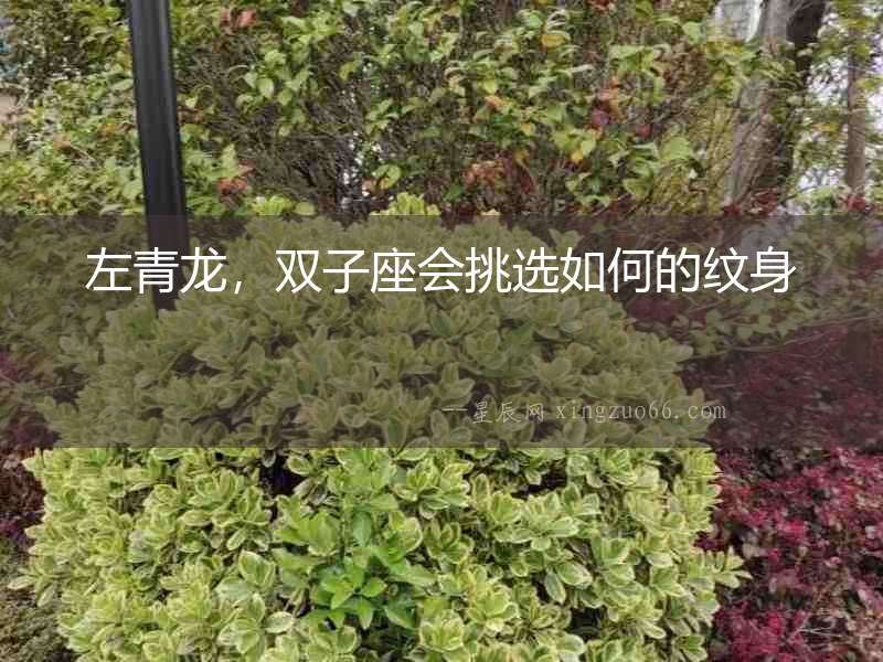 左青龍，雙子座會挑選如何的紋身