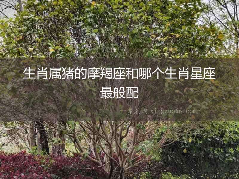 生肖屬豬的摩羯座和哪個(gè)生肖星座最般配