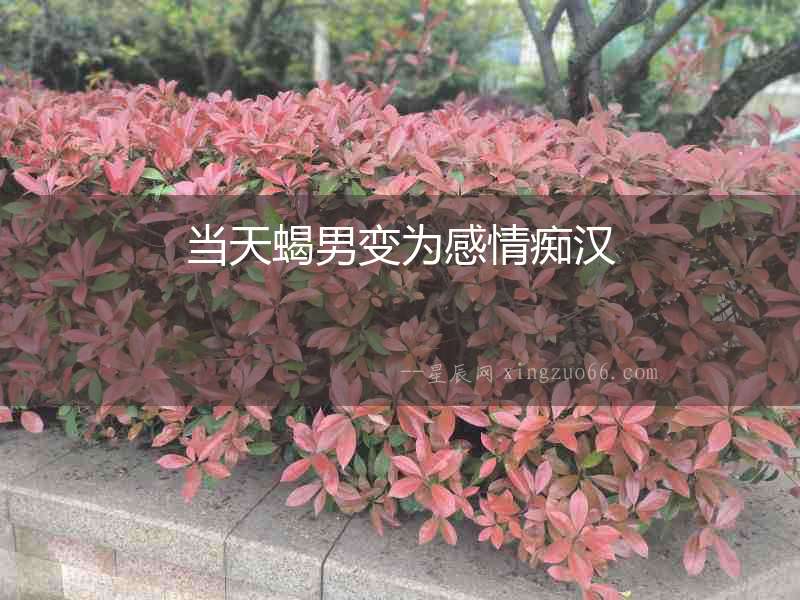 當天蝎男變為感情癡漢