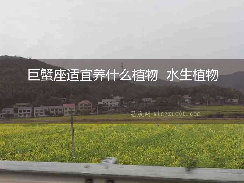 巨蟹座適宜養什么植物  水生植物