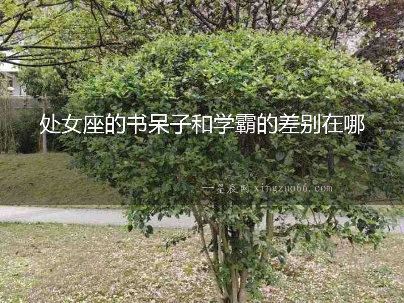 處女座的書呆子和學霸的差別在哪