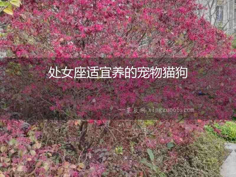 處女座適宜養的寵物貓狗