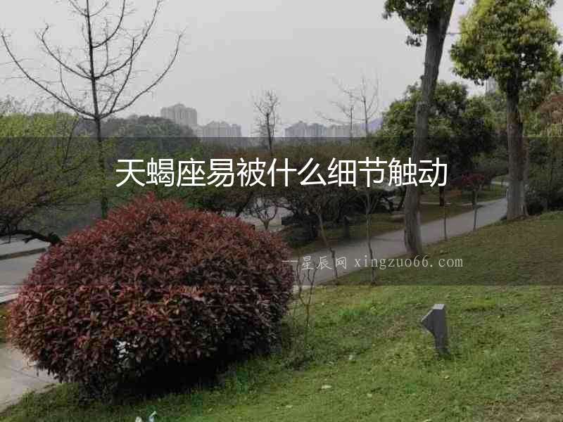 天蝎座易被什么細(xì)節(jié)觸動(dòng)
