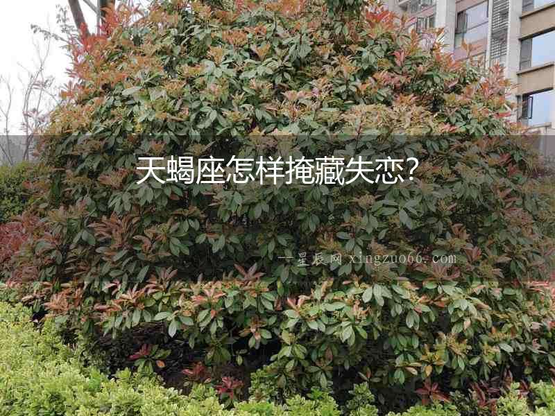 天蝎座怎樣掩藏失戀？