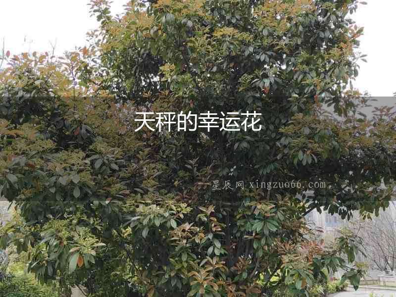 天秤的幸運(yùn)花