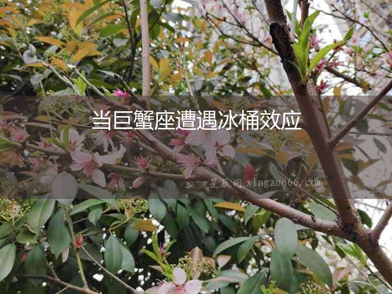 當巨蟹座遭遇冰桶效應