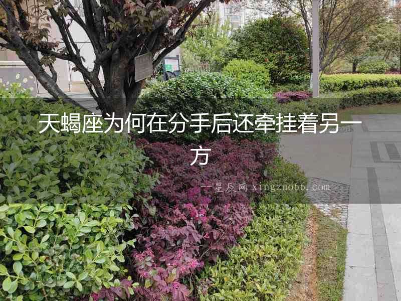 天蝎座為何在分手后還牽掛著另一方
