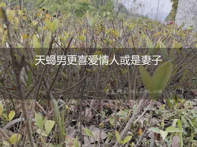 天蝎男更喜愛情人或是妻子